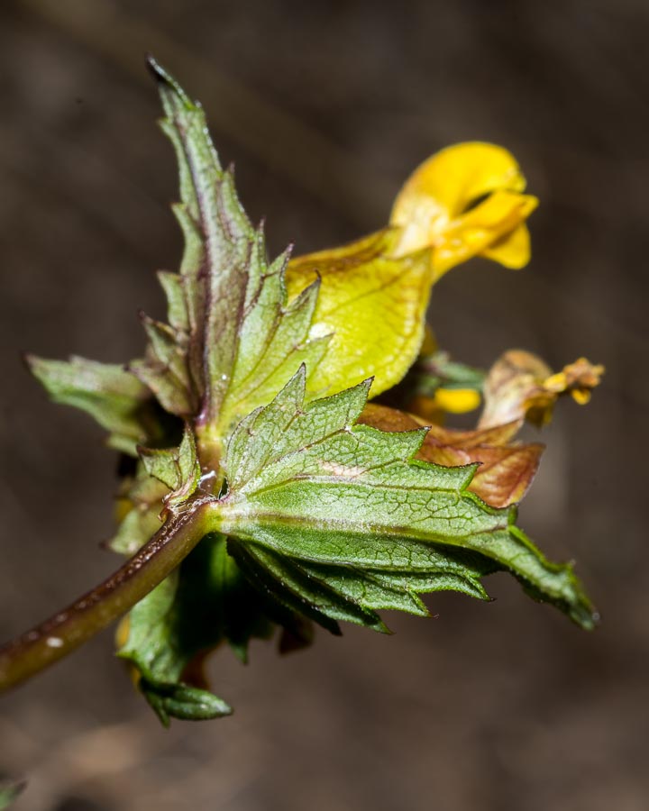 Rhinanthus personatus